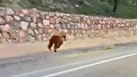Malatya'da 1 tanesi köyde ilk kez görüldü! Doğada kış uykusundan uyanıp yaptığı hareket şaşırttı