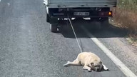 Şanlıurfa'da dehşete düşüren görüntü! Köpeği kamyonetin arkasına bağlayıp sürükledi