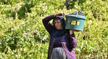 Son Dakika: 150-200 yıldır doğal yollarla yapılan üzüm pekmezi