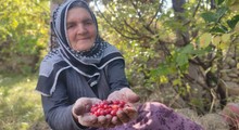 Son Dakika: Şifa deposu kızılcıkta hasat vakti