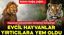 Son Dakika: Evcil hayvanlar yırtıcılara yem oluyor!