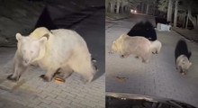 Son Dakika: Uludağ'da ayı saldırısı!