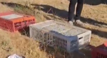 Son Dakika: Doğada 200 kanatlı aynı anda özgürlüğe kavuştu