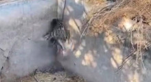 Son Dakika: Elazığ'da vatandaşlar fark etti!