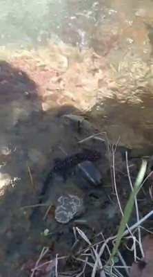 Tunceli'de doğada 1 kez görüldükten sonra ortaya kayboldu... İnsandan kaçıyor, belki 1 yıl sonra bir daha görülür - Resim: 1