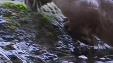 Karabük'te doğadan hızla yok olan 1 tane hayvanın yaptığı hareketi görenler hayretler içinde kaldı. İlk kez onu bu şekilde gördüler