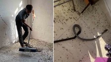 Sakarya'da haftada 350.000 birden çoğalıp istilaya geçen hayvana karşı büyük hazırlık başladı. Eğer fırsatını bulursa perişan edecek
