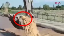 Iğdır'da 1 tane inek 2 yıl önce kepçe operatörü tarafından kurtarılmıştı. 2 yıl sonra hayvandan gelen bir haber herkesi sevince boğdu