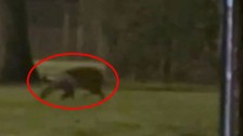 Doğada sadece 1 kez ortaya çıktı. 1 kez göründükten sonra izini kaybettirip ortadan kayboldu