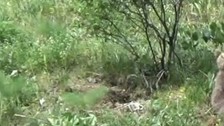 Tunceli'de doğada anneleriyle birlikte 1,2,3 tanesi peş peşe ortaya çıktı. Yaptıkları hareket Türkiye için endişe verici