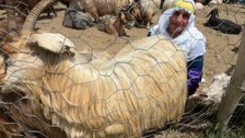 Hakkari'de 1000'lerce koyun çobanlar tarafından teker teker aynı işlemden geçirilecek! Gün başına 4.000'i alıp keyiflerine bakacaklar