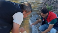 Konya'da 500.000 tanesi doğaya bırakıldı... Doğada her tarafa dağılmaları toplamda 1 dakikayı bulmadı