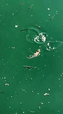 Çanakkale'de balıkçı teknelerinin demirlendiği  yerde 1 tanesi aniden suda ortaya çıktı. Kara hayvanı gözüne kestirdiği avını hedefine aldı - Resim: 1