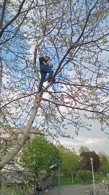 Karabük’te ağaçta ipe bağlanmış şekilde can çekişirken bulundu. Can çekişen hayvanı vatandaş kurtardı - Resim: 1