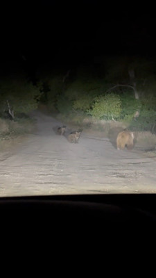 Tunceli’de 2 tane hayvan, anneleriyle birlikte gece yola indi. Onları gören vatandaşlar hiç bakmadan kenardan sıyrıldı - Resim: 1