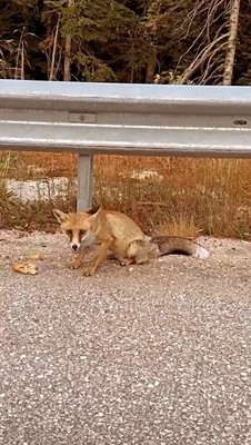 Bursa'da dağdan inip şehre kadar geldiler... Çöpün içerisinde ailecek yiyecek ararken görüntülendiler. Sayıları korkunç arttı - Resim: 1