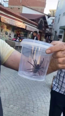 Elazığ’da 1 tanesi doğadan fırlayıp geldi... Vatandaşlar onu görünce büyük panik yaşadı. Acilen kapalı bir alana alındı - Resim: 1