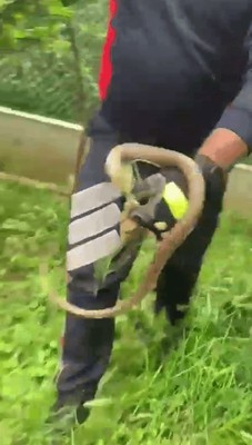 Türkiye'deki evin bahçesinde ortaya çıktı... Ev sahipleri yetkililer gelene kadar kapıyı bile açamadı... Sadece camdan baktılar - Resim: 1