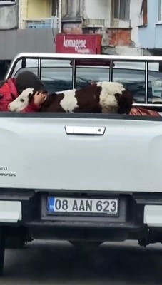 Artvin'de kamyonetin arkasındaki buzağıya sarılıp öyle yolculuk yaptı. Nedeni ise duyanlara duygu dolu anlar yaşattı - Resim: 1
