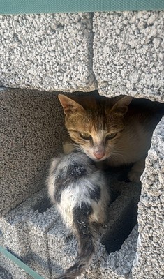 Şanlıurfa’da inşaattan gelen ihbar üzerine harekete geçen ekipler, 5-10 kilo ağırlığındaki betonu kaldırınca altında korkunç manzarayı gördü. Oraya girip kalmış - Resim: 1