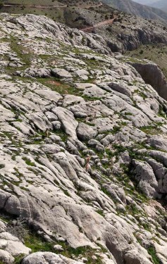 Elazığ'da doğada sürü halinde ortaya çıktılar... 5 tanesi birden görüldü doğanın 1 milyon 250.000'i hazırlasın - Resim: 1