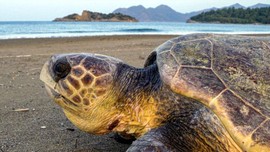 Caretta carettaların yumurtlama dönemi başladı, İztuzu'nda ilk yuva tespit edildi