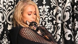 Paris Hilton köpeğini kaybetti! Evcil hayvan medyumu bile tuttu! Bulana büyük ödül var!