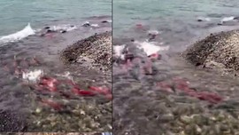 Balıklar bu yoldan gidince her tarafları kan oluyor! Nedenini duyunca gözleriniz yaşaracak