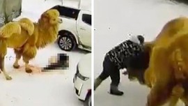 Deve kendisine yumruk atan sahibinin tek hareketiyle canını aldı! Yukarıdaki kamera kaydetti