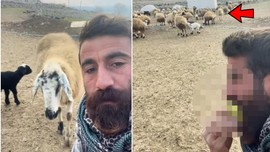 Türk milletinin sevgilisi haline geldi! Koyun Gülçin tek bir şeyi görünce dayanamıyor