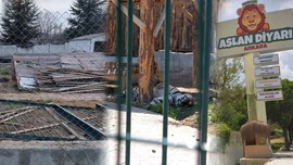 Mahalle arasındaki 'Aslan Diyarı' yıkıldı