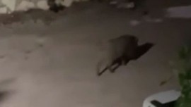 Türkiye’de domuzlar sürüyle şehre indiler…Evlerin balkonlarından hemen kayda aldılar