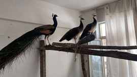 Ordu'da bir evde, 3 Hint tavus kuşu ele geçirildi