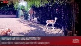 ‘Hobi’ uğruna hayvana eziyet! Doğal alanlarından koparılan hayvanlar villaya hapsedildi