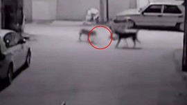 Sokak köpekleri kediyi parçaladı! O anlar kamerada