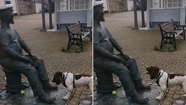 Topla oynayan köpek, karşısındakinin topu atmasını istedi. Ama hayatta bazen yanlış kişilerden beklentiler olur. Herkes izlemeli
