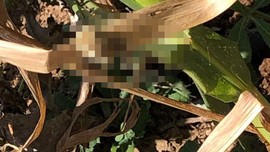 Kahramanmaraş, Nevşehir ve Malatya'nın ardından Eskişehir'de kameraya yansıdı. Güçlü zehri yüzünden tüm Türkiye'yi tedirgin etti. Yeni korku açıldı