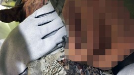 Ormanda yürüyüşe çıkan vatandaşlar, kanlar içinde bulup yetkililere teslim etti. Uzman, korkunç gerçeği açıkladı. İnsanlar yüzünden bu halde