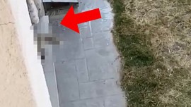 Elazığ, Bingöl, Tunceli, Malatya ve Diyarbakır... Evlerin balkonlarını bu ara sakın açık bırakmayın. Açık yerden pat diye salona daldı