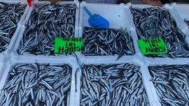 Zonguldak'ta hamsinin kilosu 80 liradan satılmaya başlandı