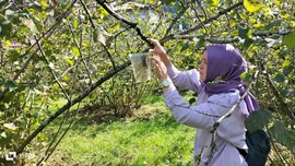Artvin, Giresun, Ordu, Rize ve Trabzon'a yönelik acil uyarı. Bağı bahçesi olan herkes baksın. Çok ama çok önemli