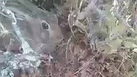Çobanın, keçilerini otlatırken bir anda onu gördü. Keçilerini bırakıp onunla sohbet etmeye başladı