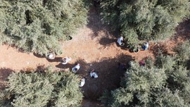 Mersin'de zeytinin lezzete dönüşen zahmetli yağ yolculuğu başladı