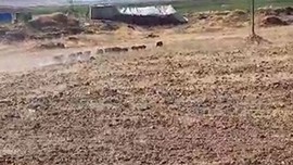 Bitlis'ten başlayarak tüm Türkiye'deki köylerin kabusu haline gelen canlı, sürü halinde görüntülendi. Ağır ağır yürüyorlardı