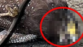 Göklerin kralı ile yeryüzünün kralının kanlı kapışması... Ümüğünü sıkana kadar bırakmadı... Gözleri yuvalarından fırladı