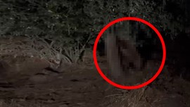 Sivas’ta köylülerin kara kabusu oldular... O gelecek diye korkudan tarlaya gidemiyorlar, ekinler çürüdü. Her an fırlayabilir bir yerden