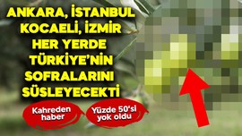 İstanbul, Ankara, Kocaeli, İzmir her yerde Türkiye'nin sofralarını süsleyecekti. Kahreden haber geldi. Yüzde 50'si yok oldu