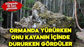 Araştırmacılar ormanda yoldan geçerken kayanın içerisinde onu tesadüfen gördü. Yeni bir canlı bulundu. Dünyada ilk kez karşılaşıldı