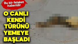 Dünyada resmen büyük kıyamet alameti... Herkes evinde saklandığı yere saklandı... O canlılar kendi türlerini yemeye başladı