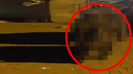 Bursa'da dağdan inip şehre kadar geldiler... Çöpün içerisinde ailecek yiyecek ararken görüntülendiler. Sayıları korkunç arttı